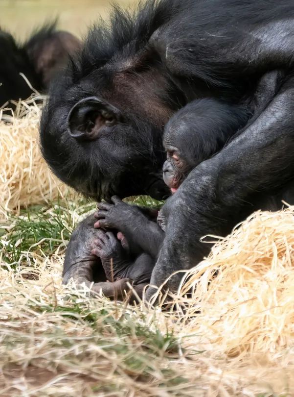 Baby Bonobo