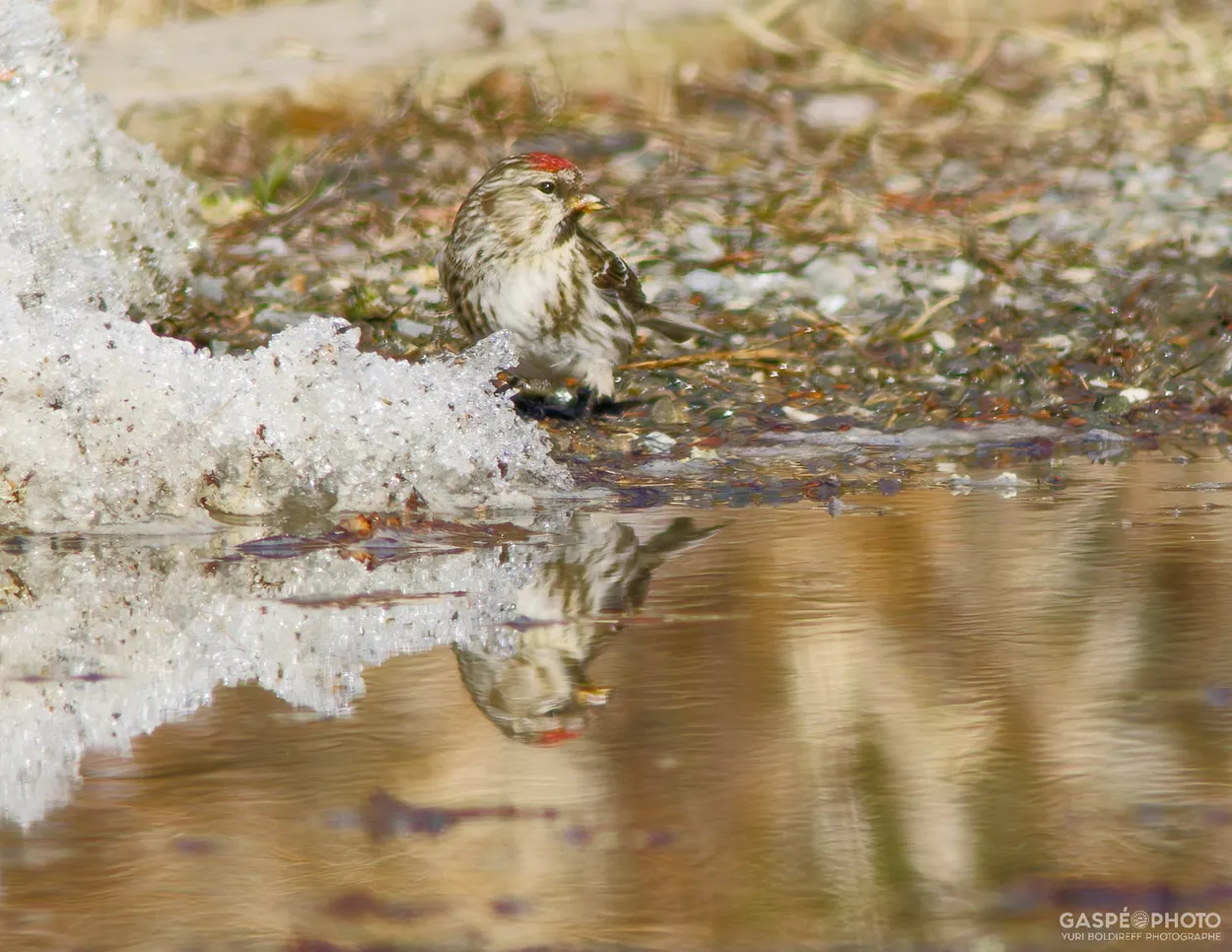 20260420-698A8041_Redpoll