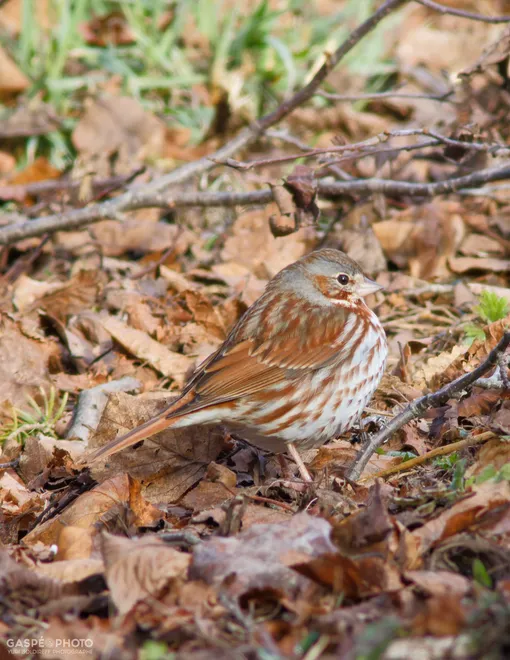20260420-698A8063_Fox Sparrow