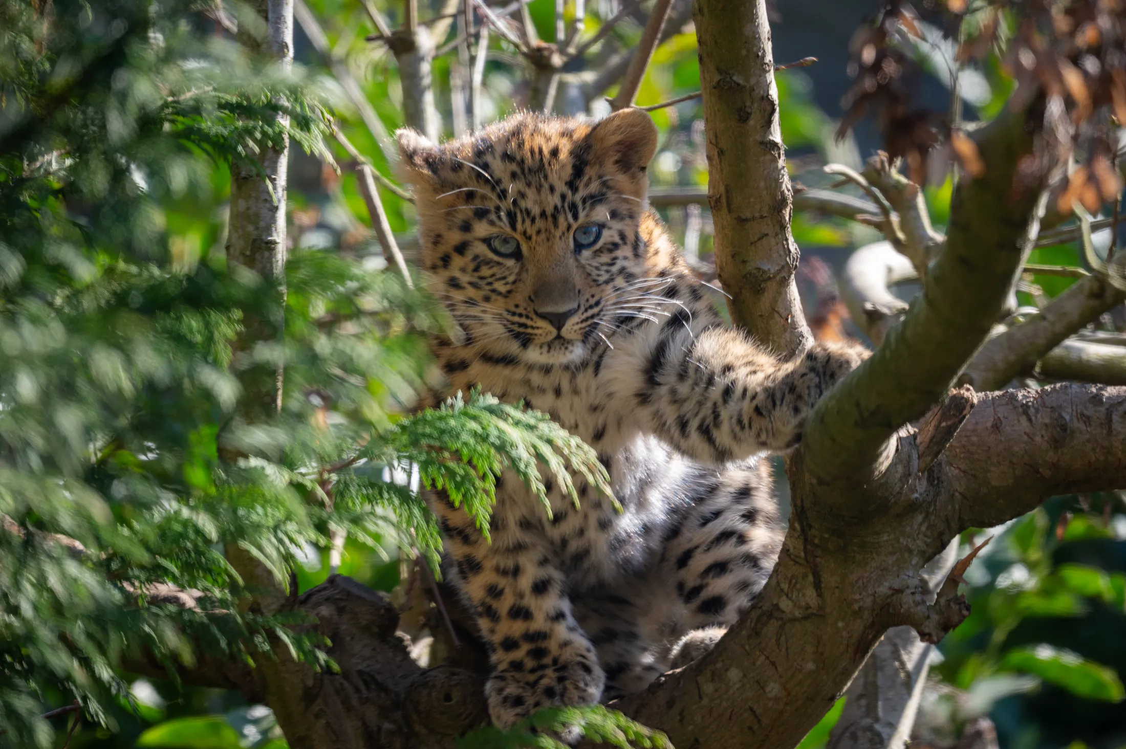 Leopard Cub