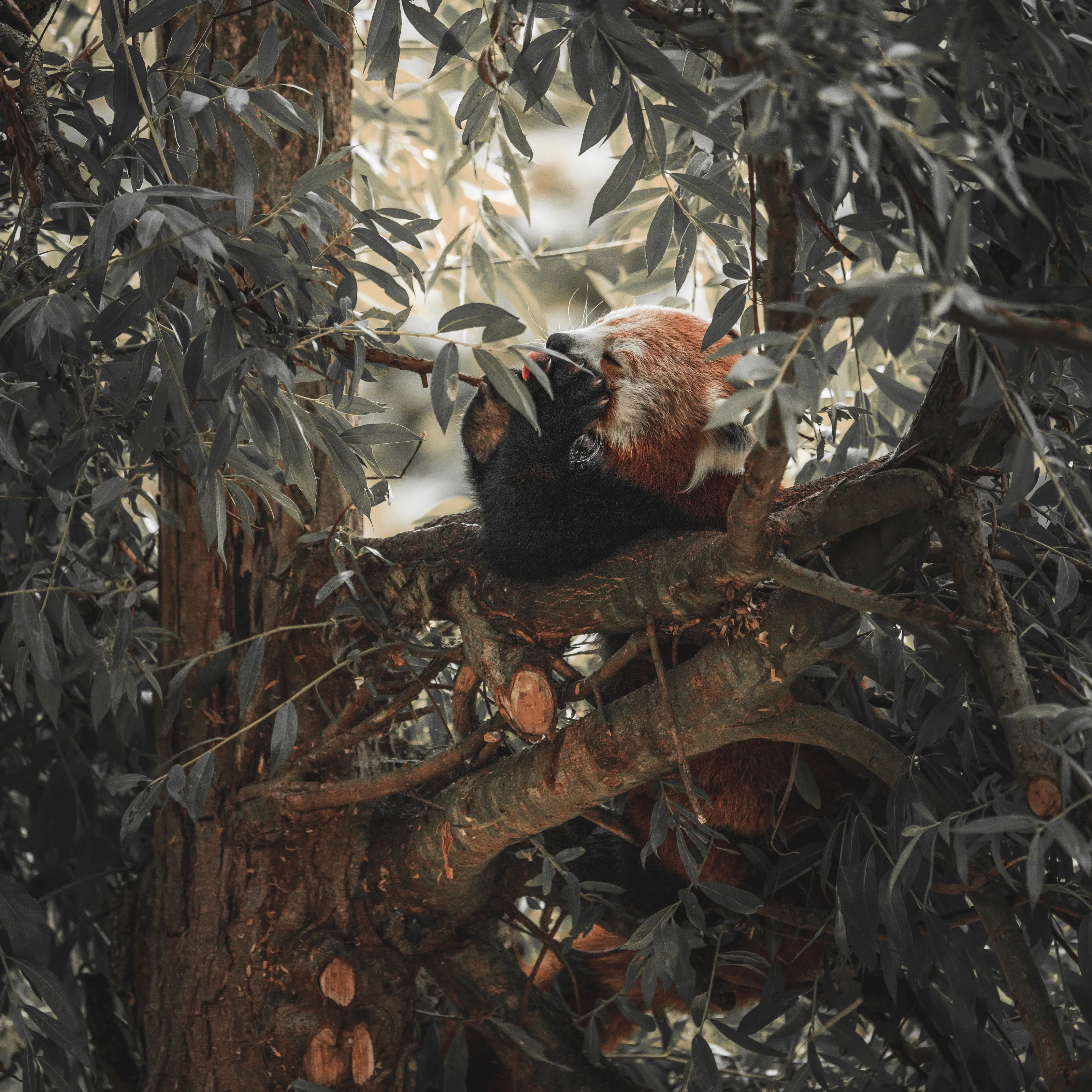 Red Panda