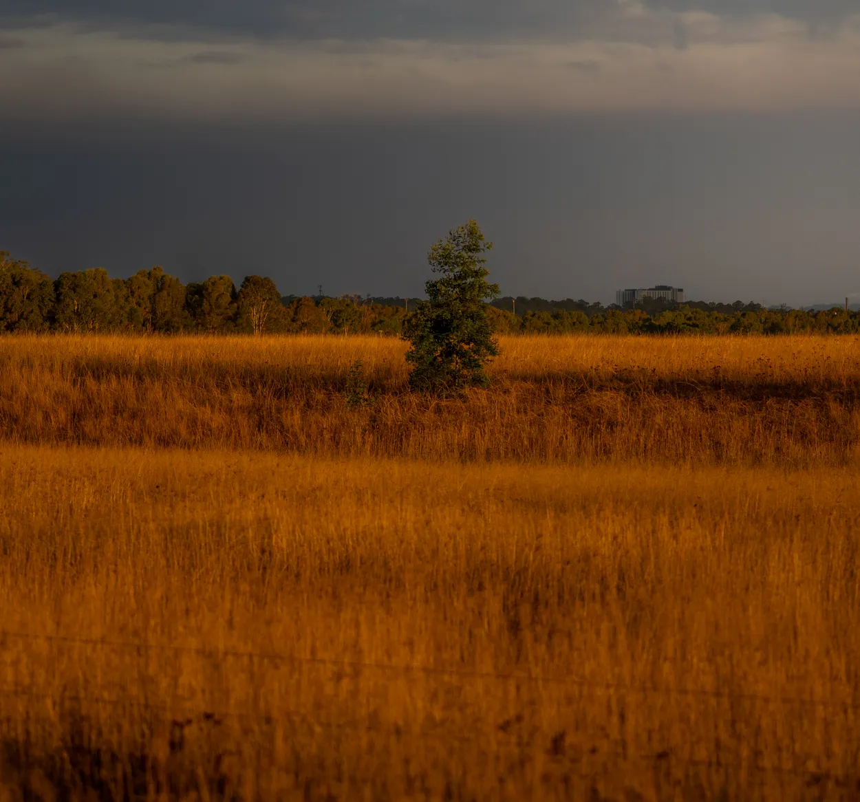 Evening Light Across the Plains