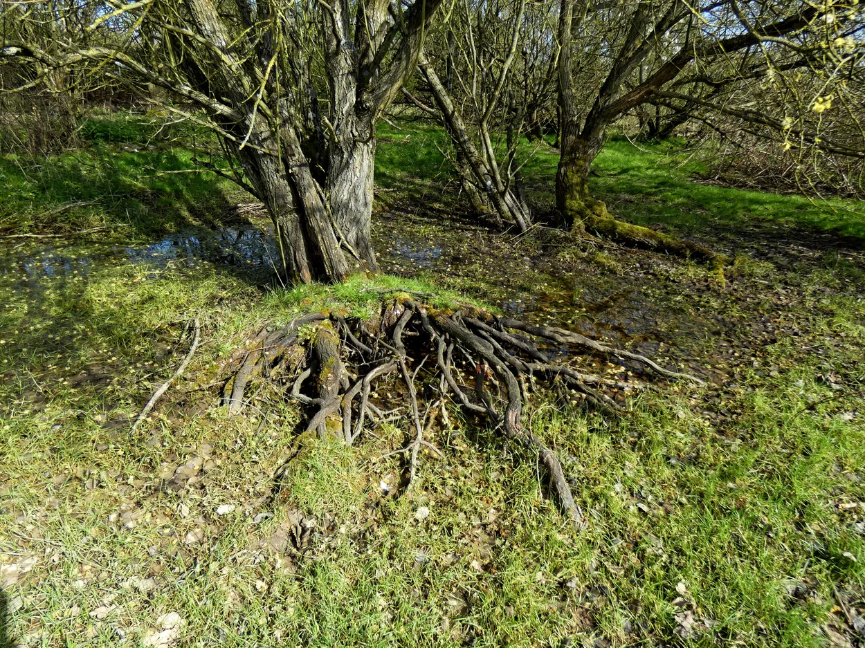 Tree roots