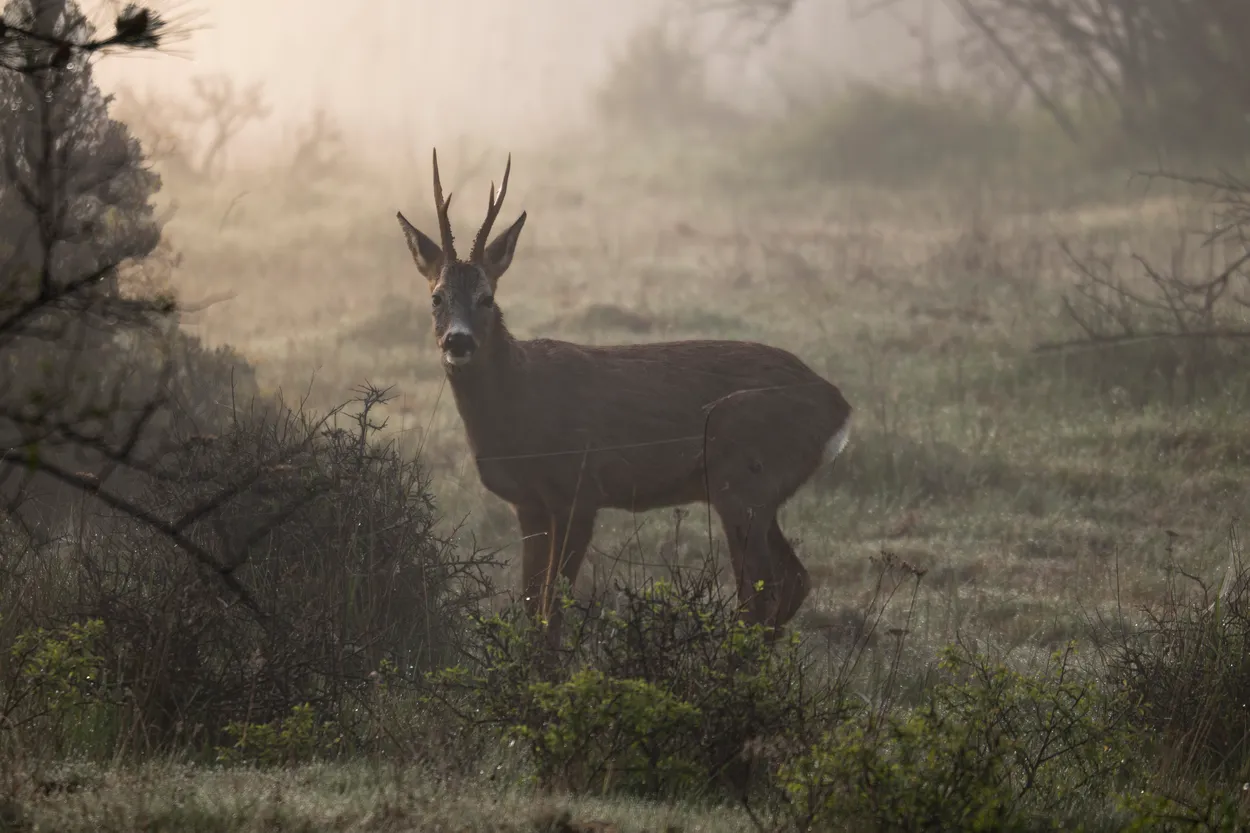 The Watchful Buck