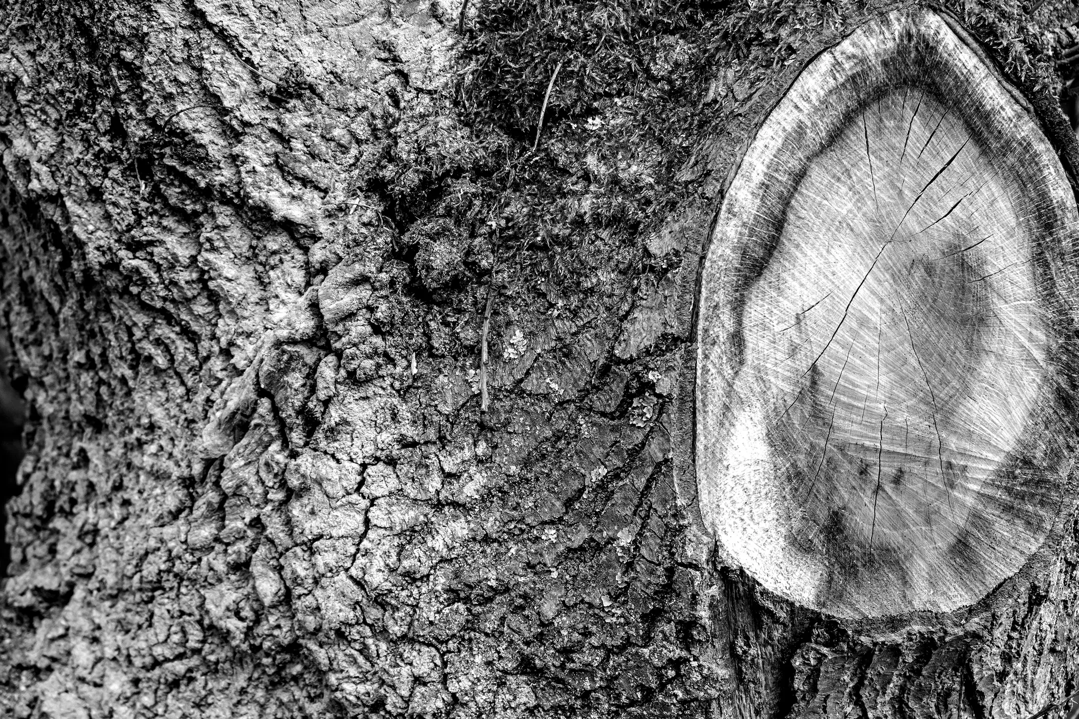 Tree Trunk No 2 Mono