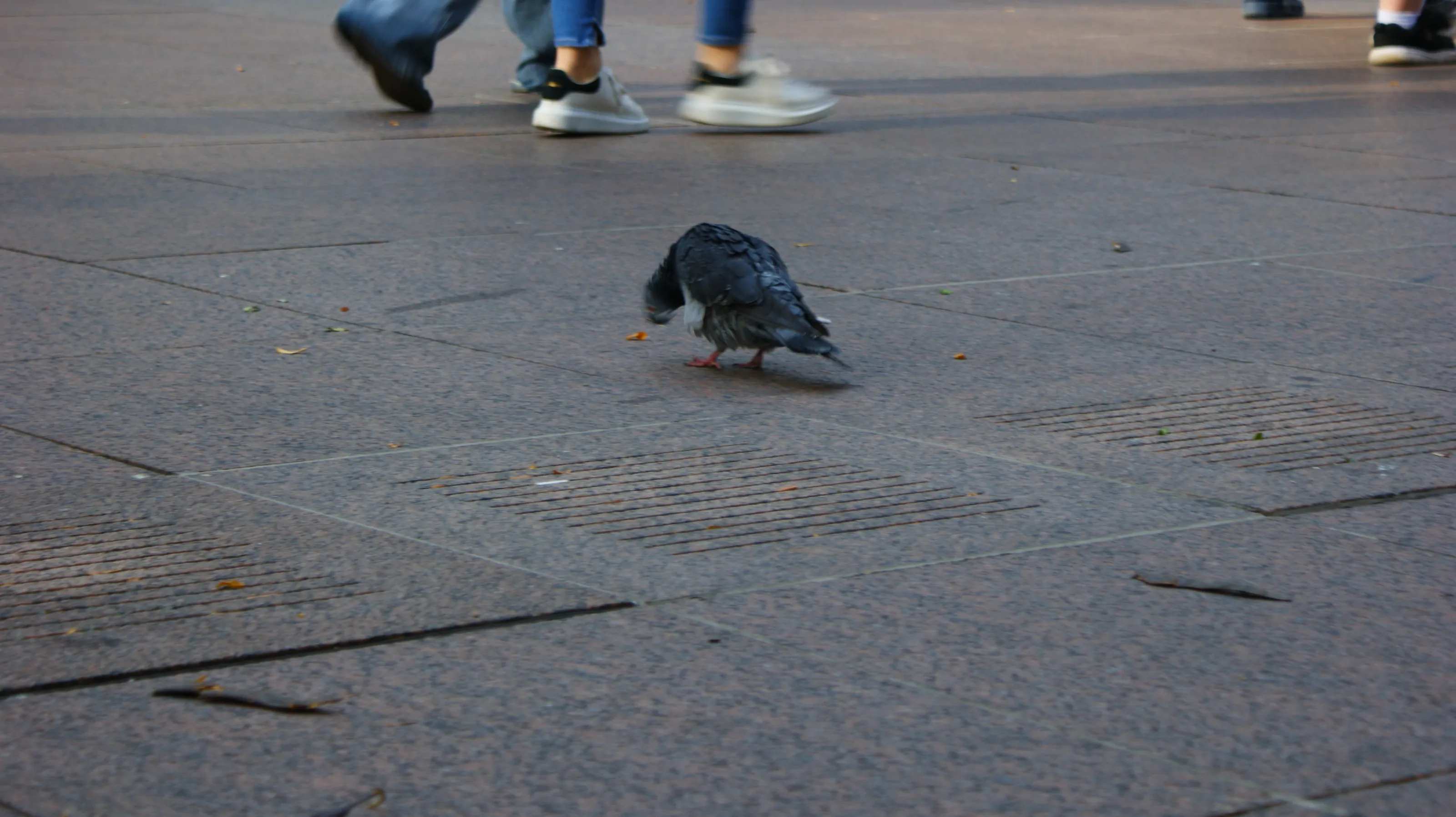 The Urban Pigeon