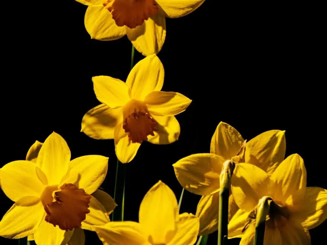 Dandelions in the dark