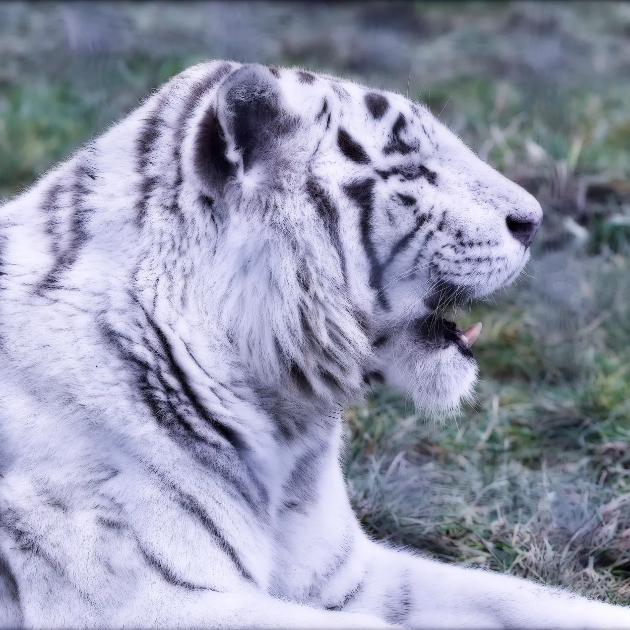 Malayan White Tiger (Profile)