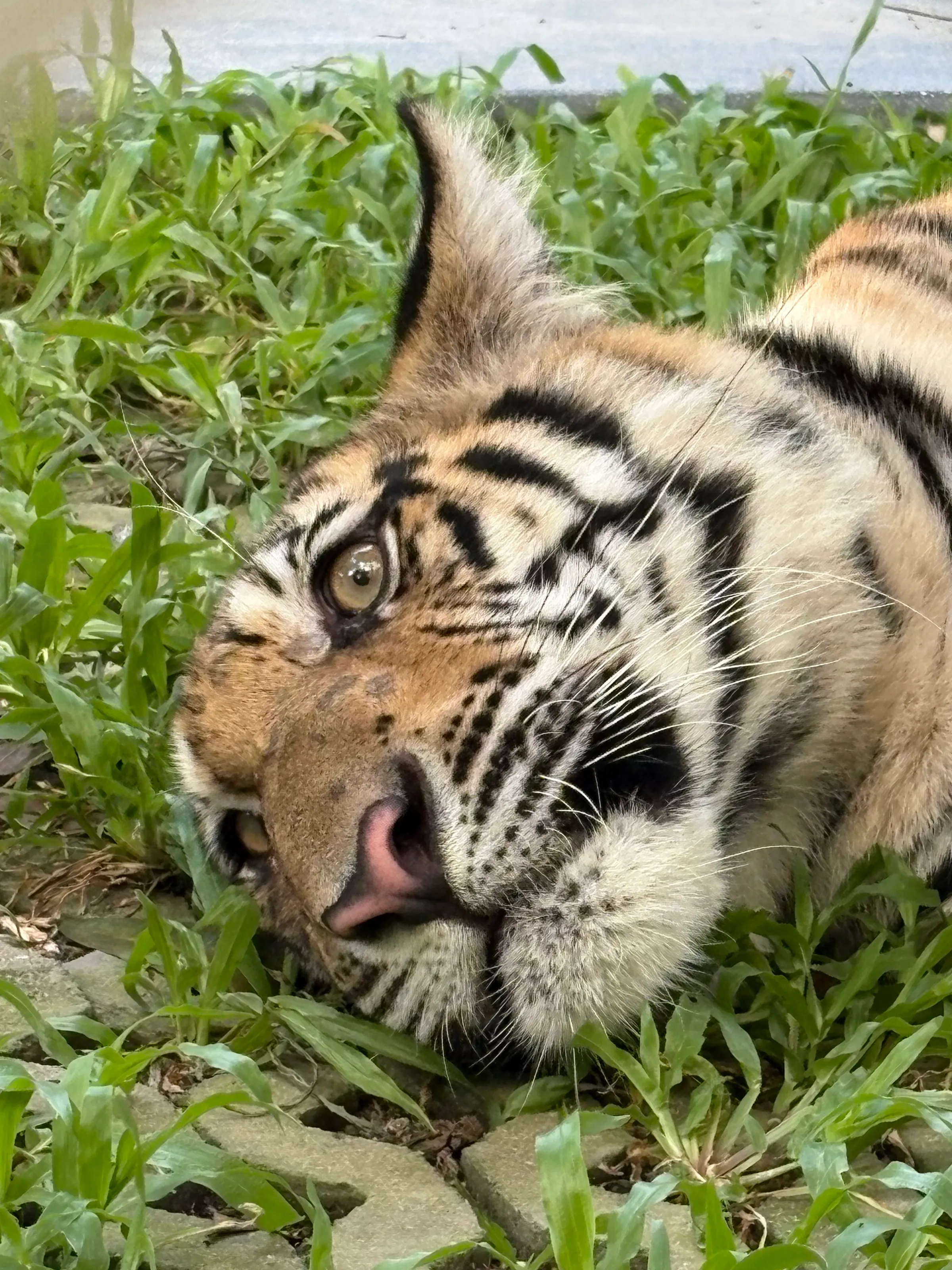Eye of the Tiger