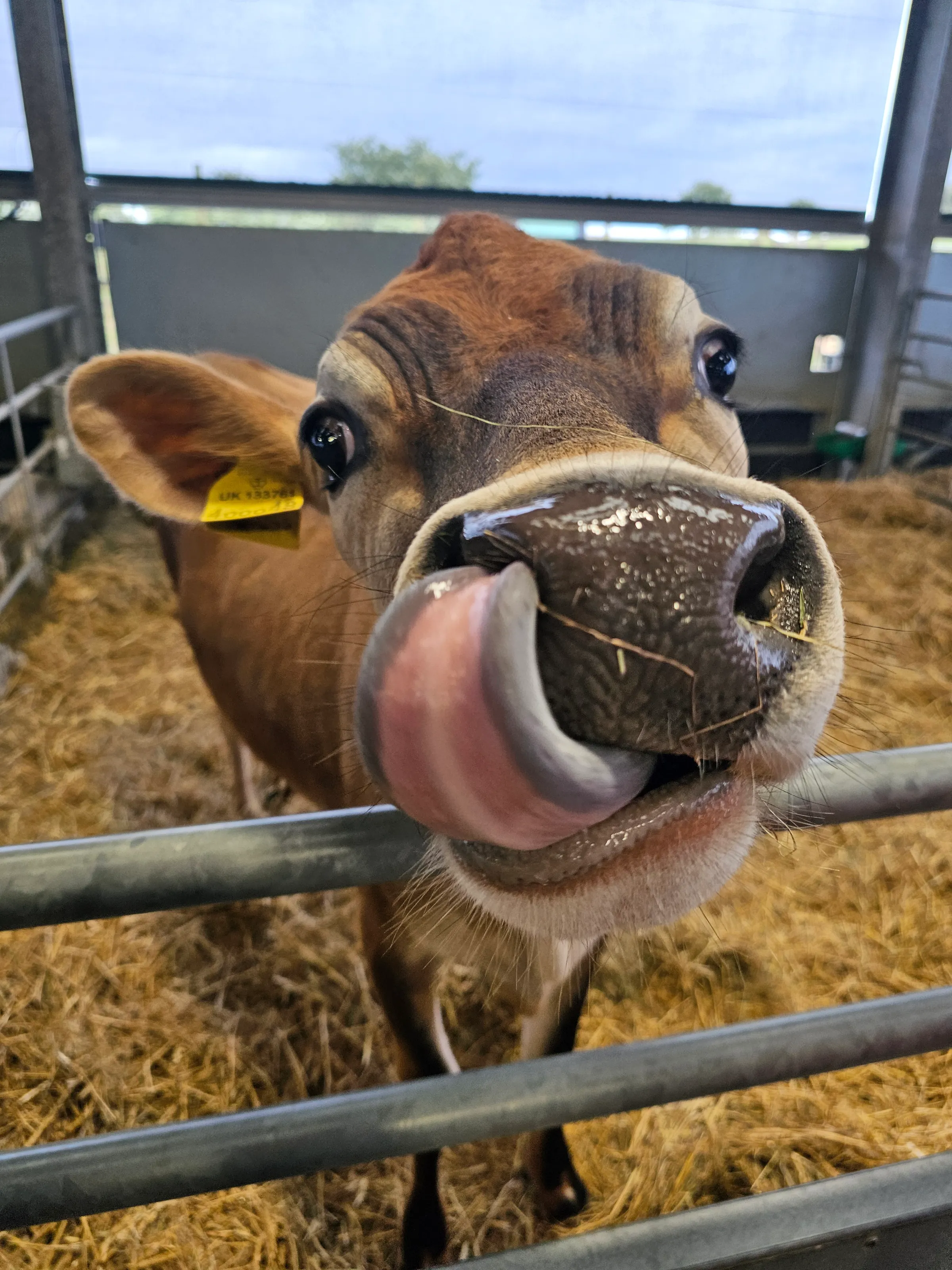 Cow