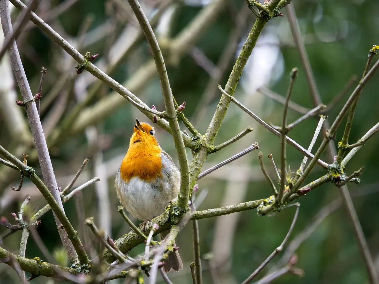 Chirping Robin