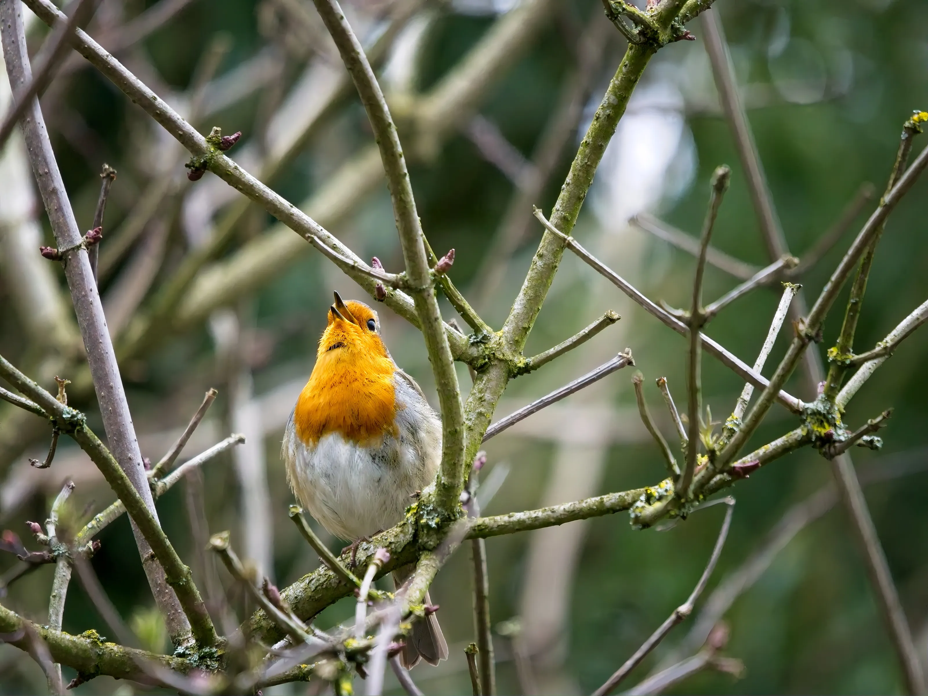 Chirping Robin