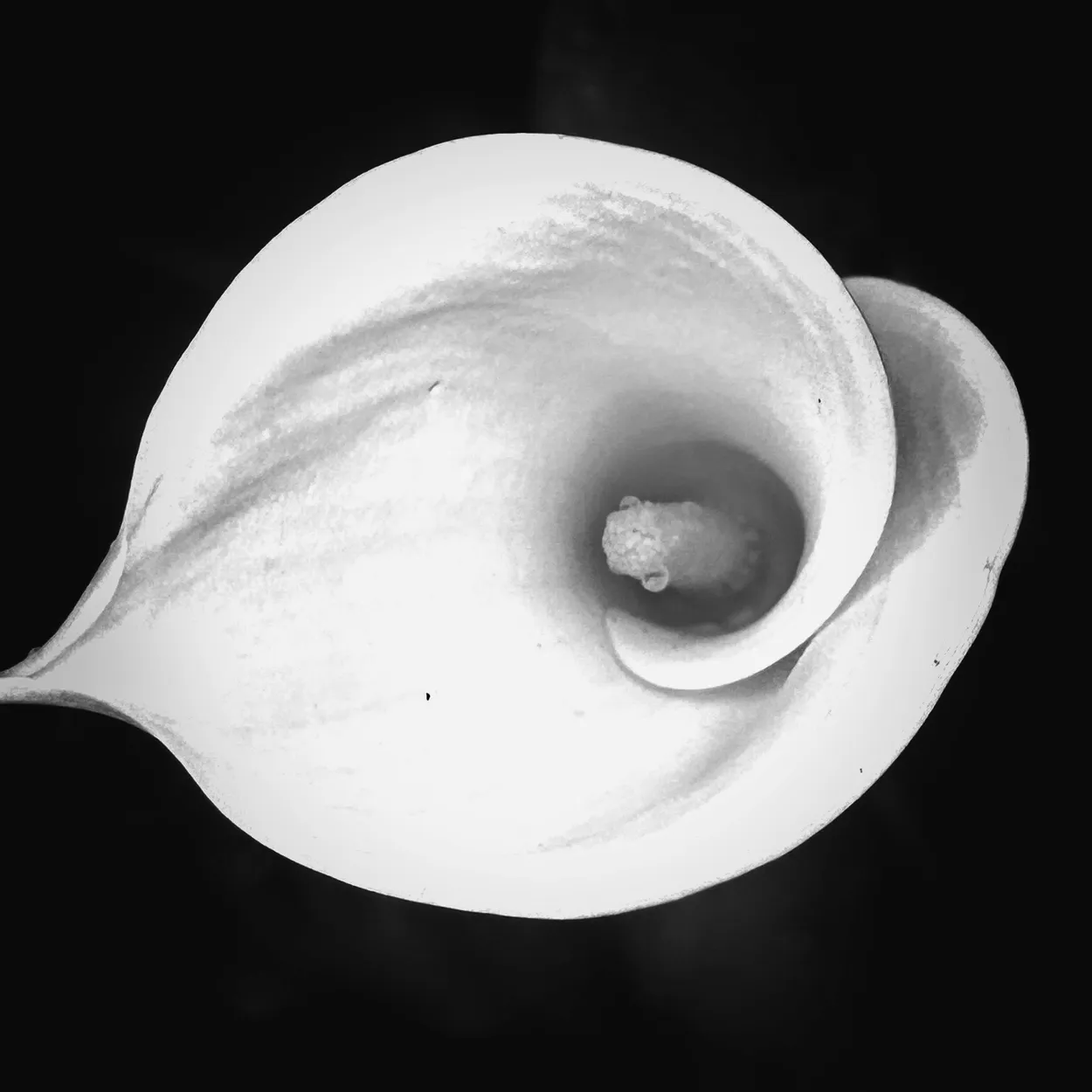 Calla Lily
