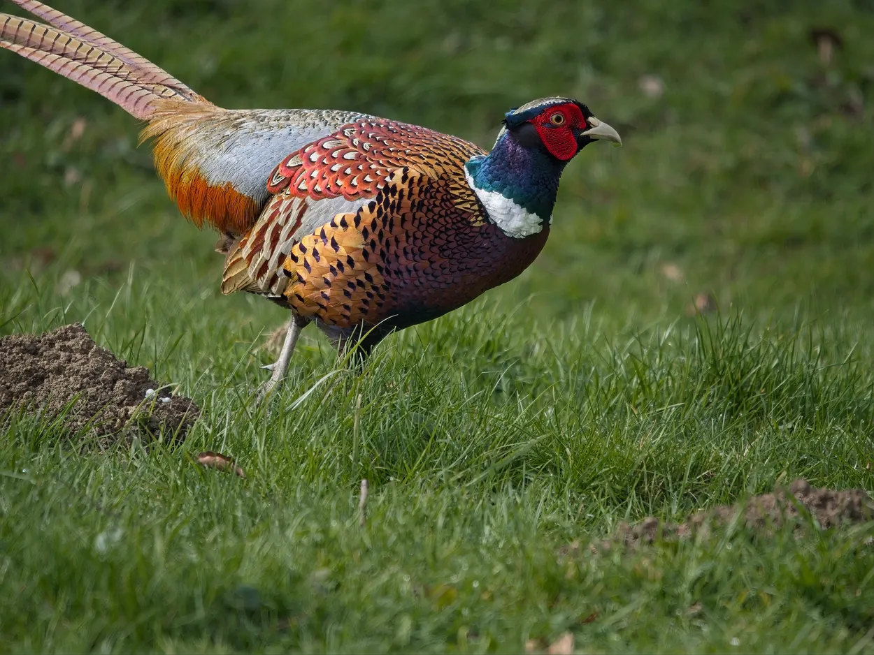 The Pheasant