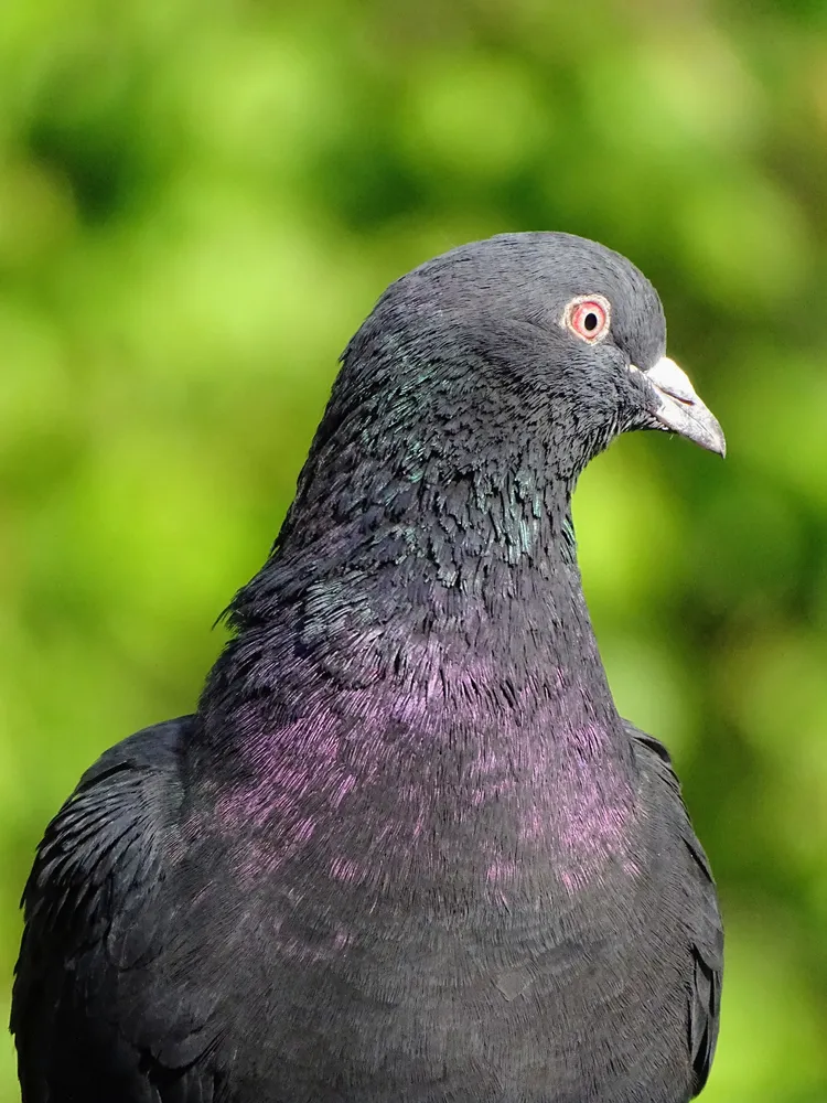 Pigeon