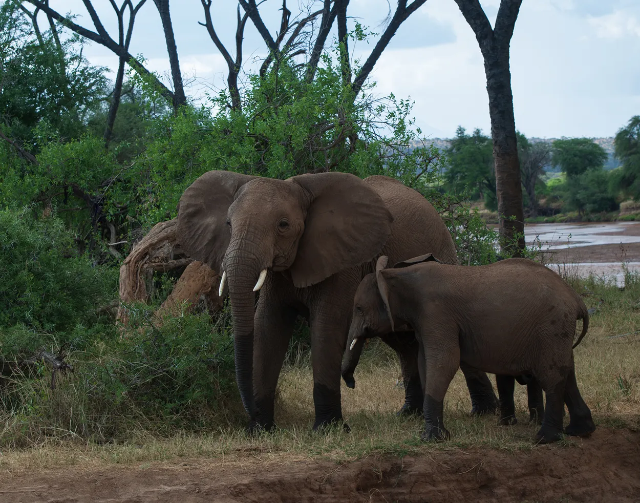 African bush extant elephants