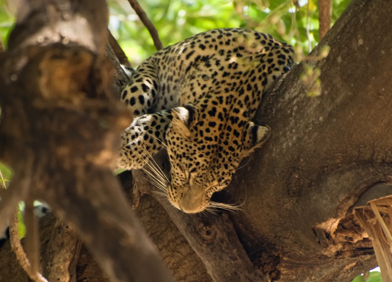 Leopard in Kenya