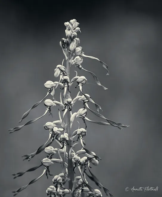 Himantoglossum hircinum-lizard orchid