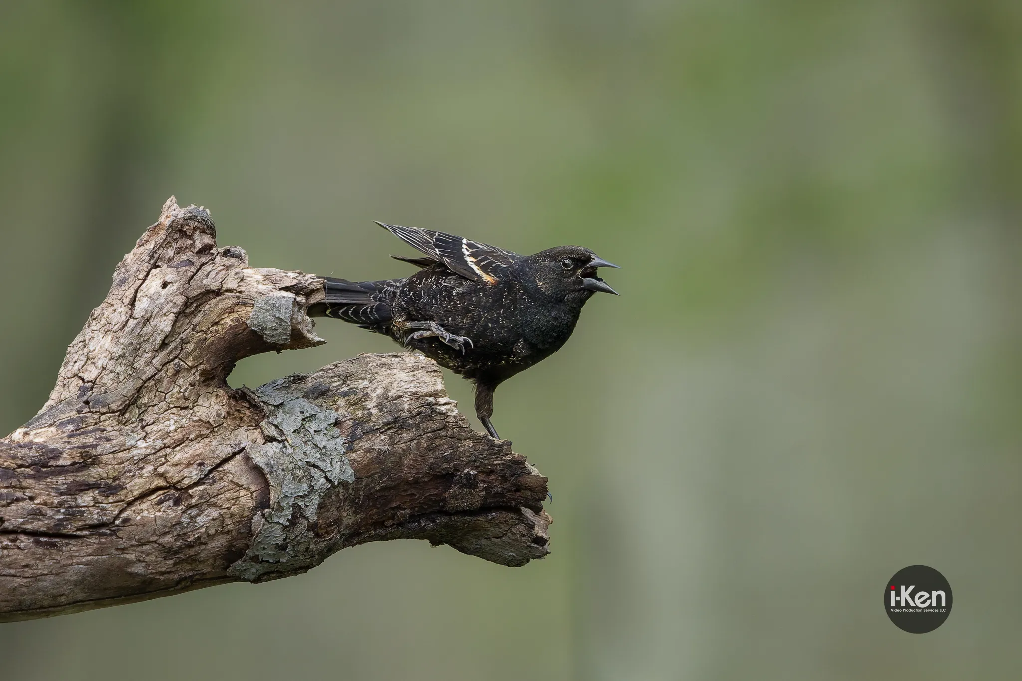 Shouting Juvenile  Redwing Blackbird