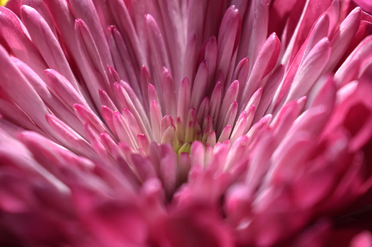 Closeup of Middle of Pink Flower