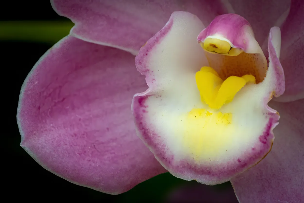 Purple Orchid