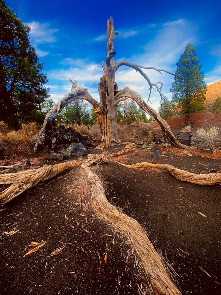 Rooted in Arizona