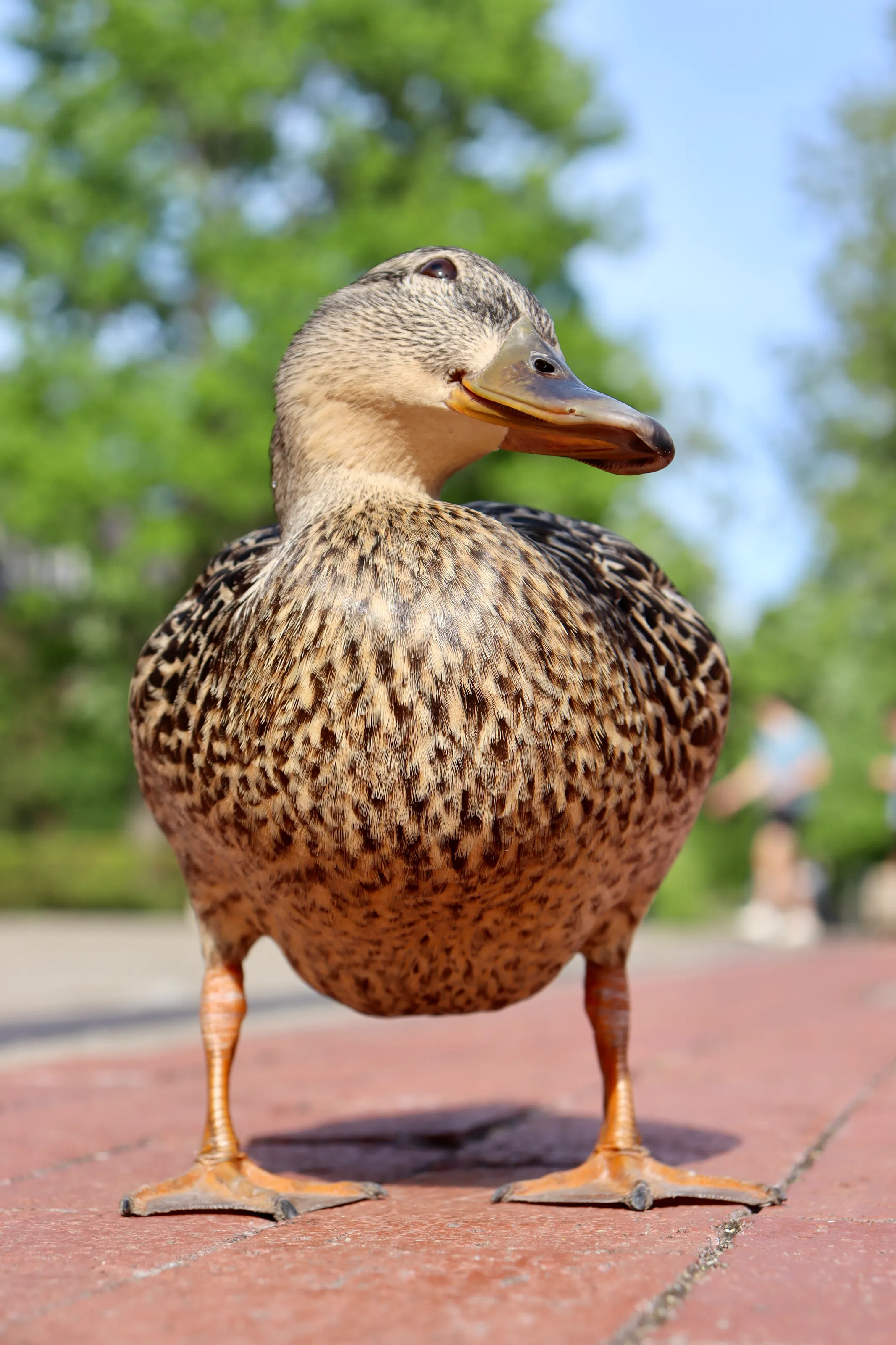Cheesing Mallard