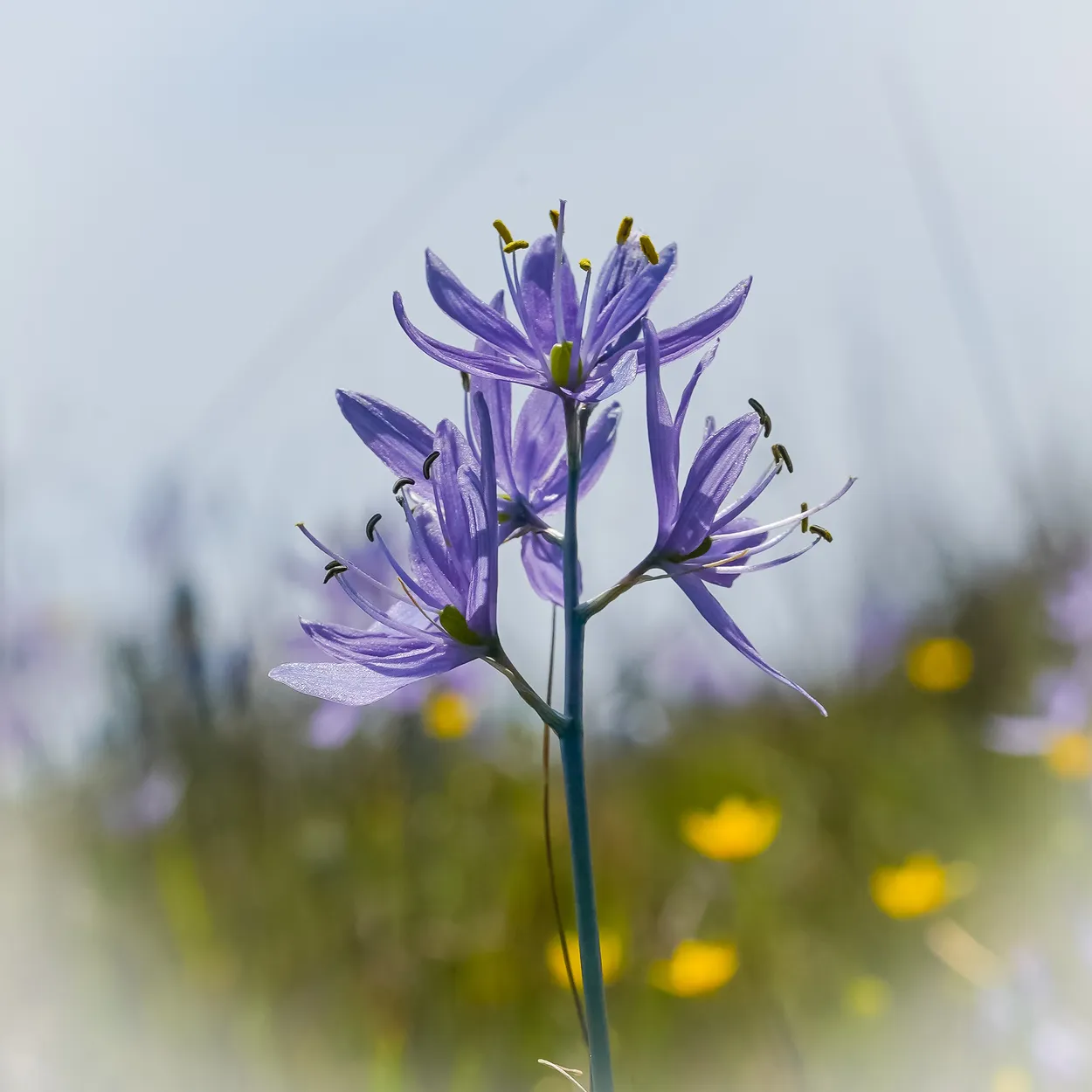 Camas Lily