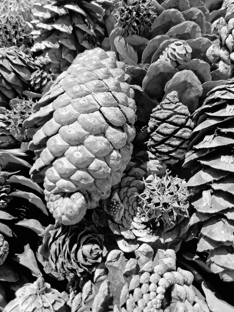 Mother Nature's Pinecones