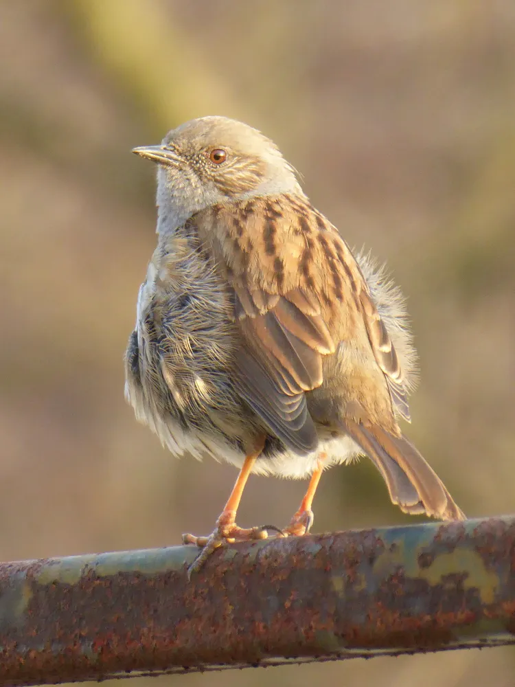 Dunnock in the Evening Sun ☀️✨