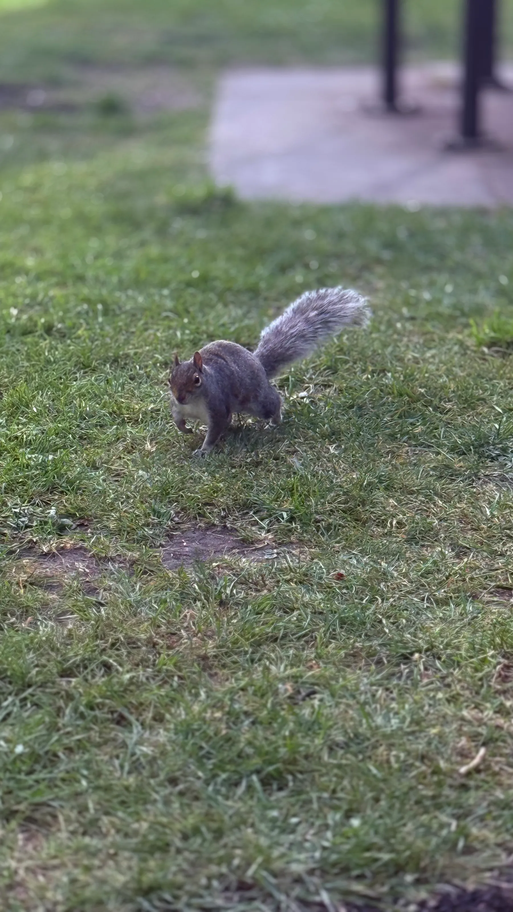 Squirrel