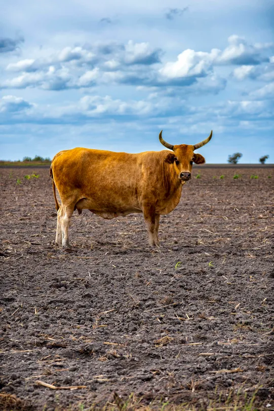 Calm cow grazes peacefully in Texas field