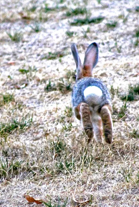 Bunny Hop