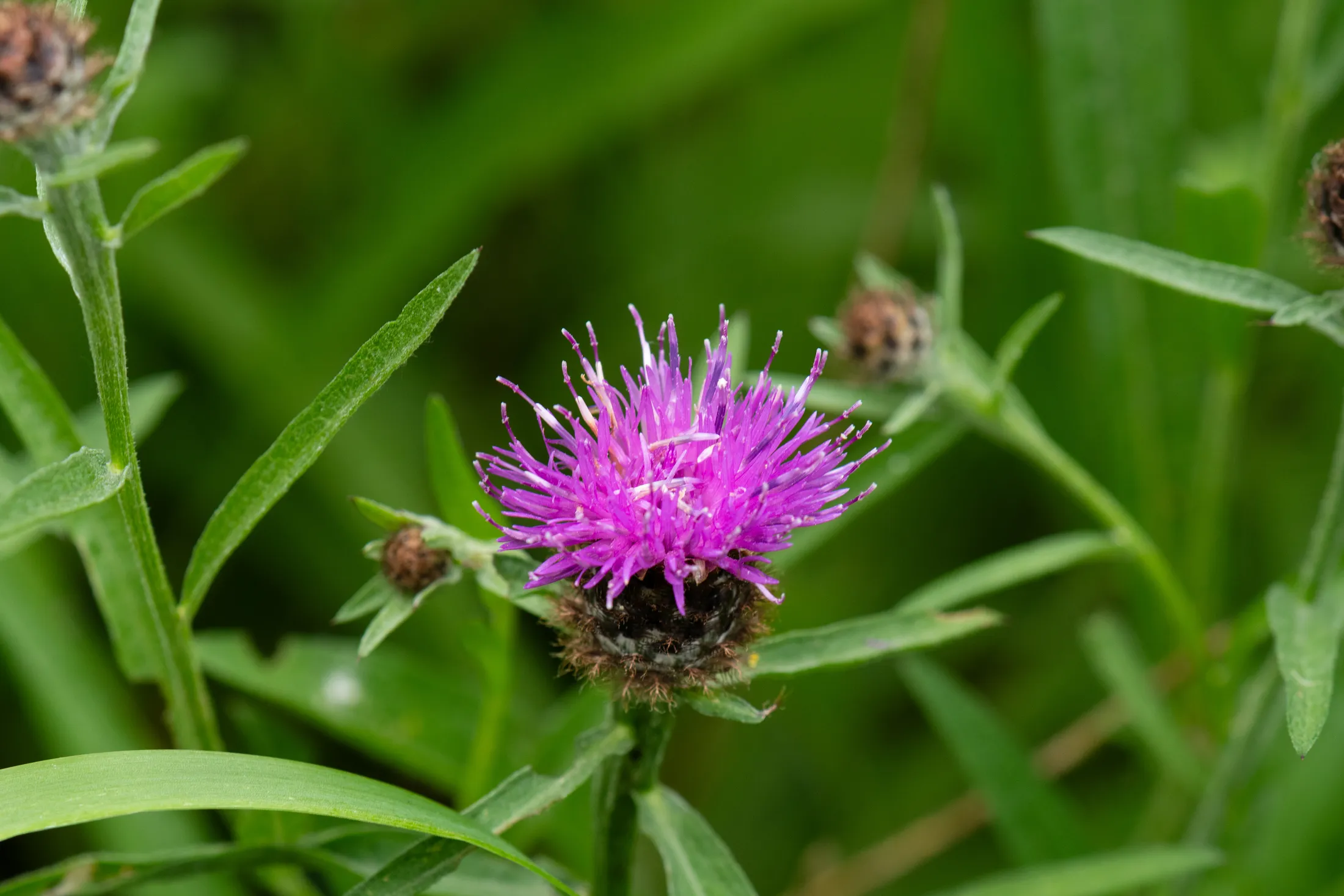 The Untamed Petal