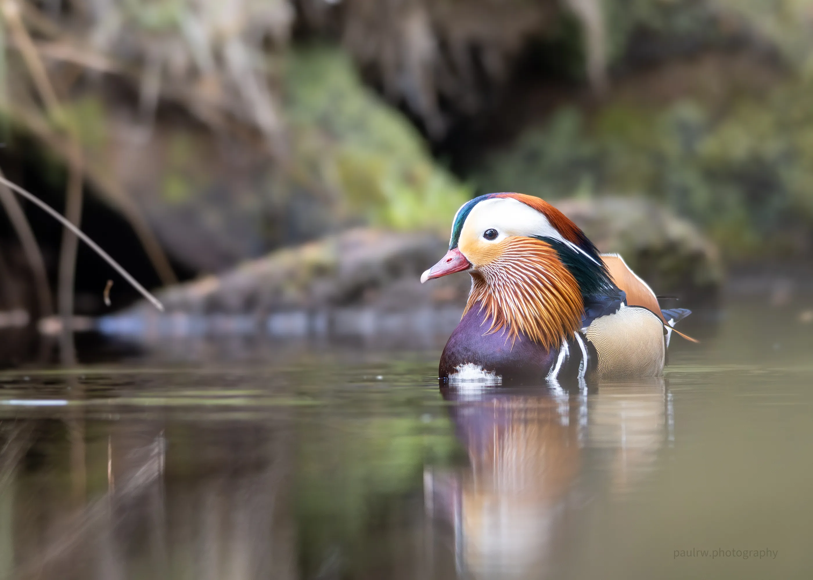 Mandarin Duck