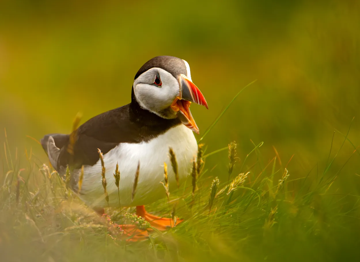 Puffin Time