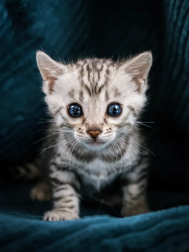 First Glance