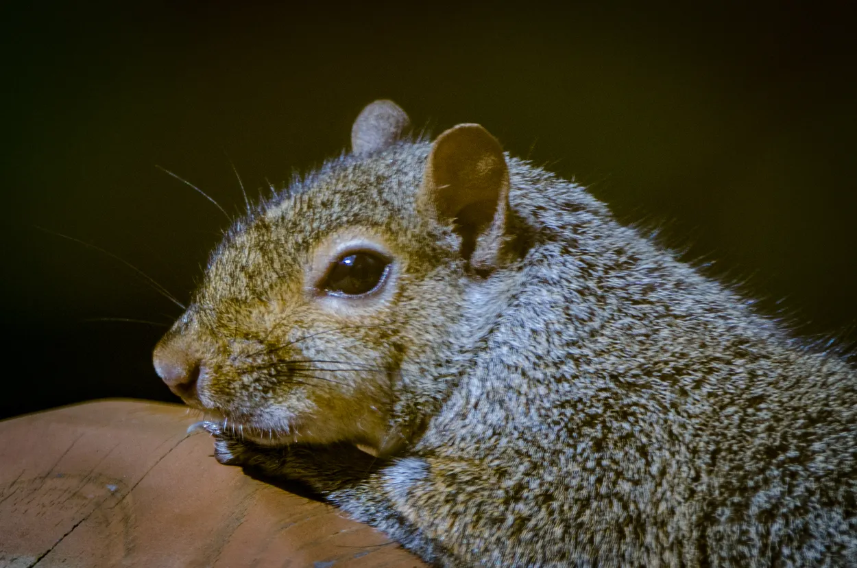 Lord Squirrel
