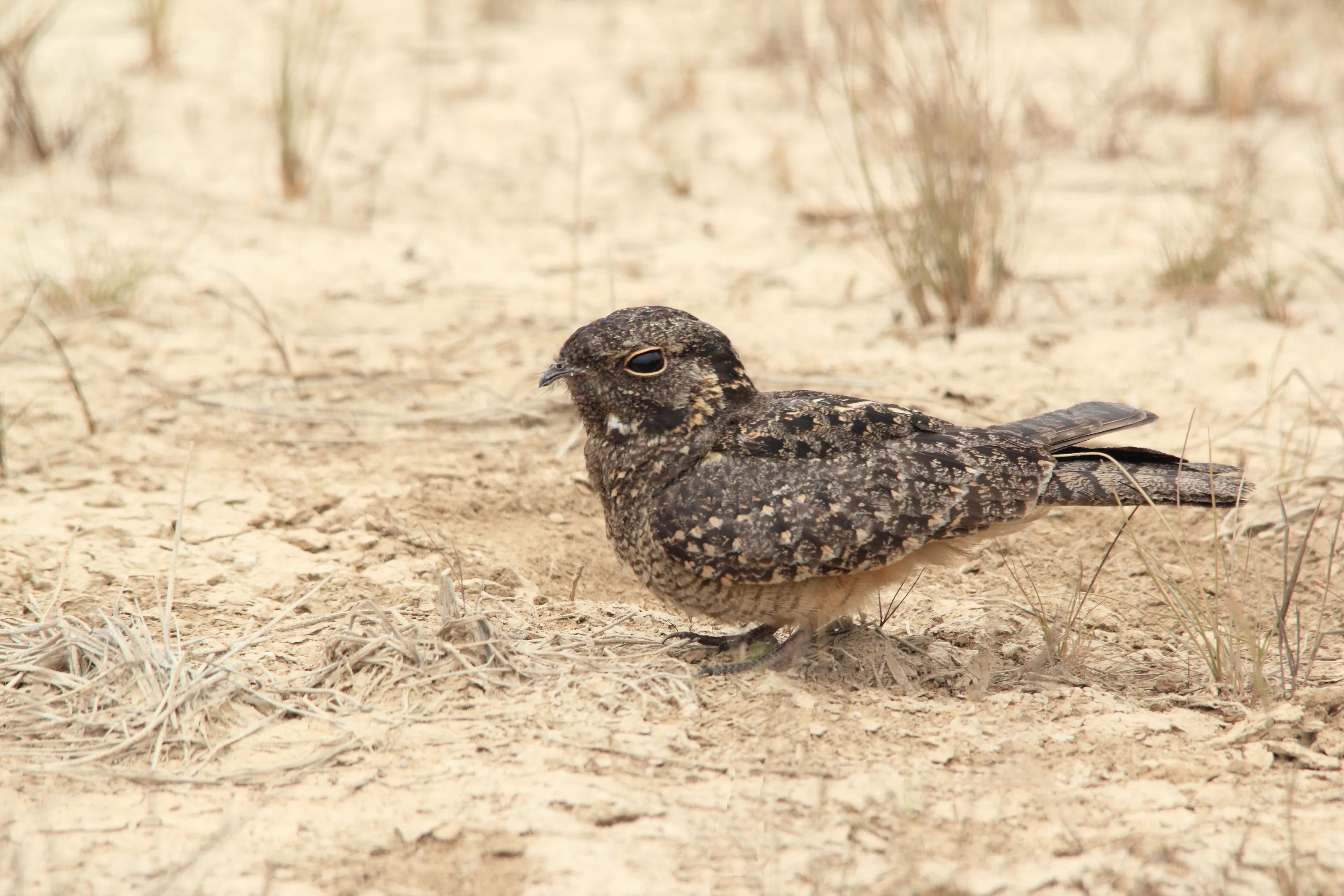 Nightjar during the day