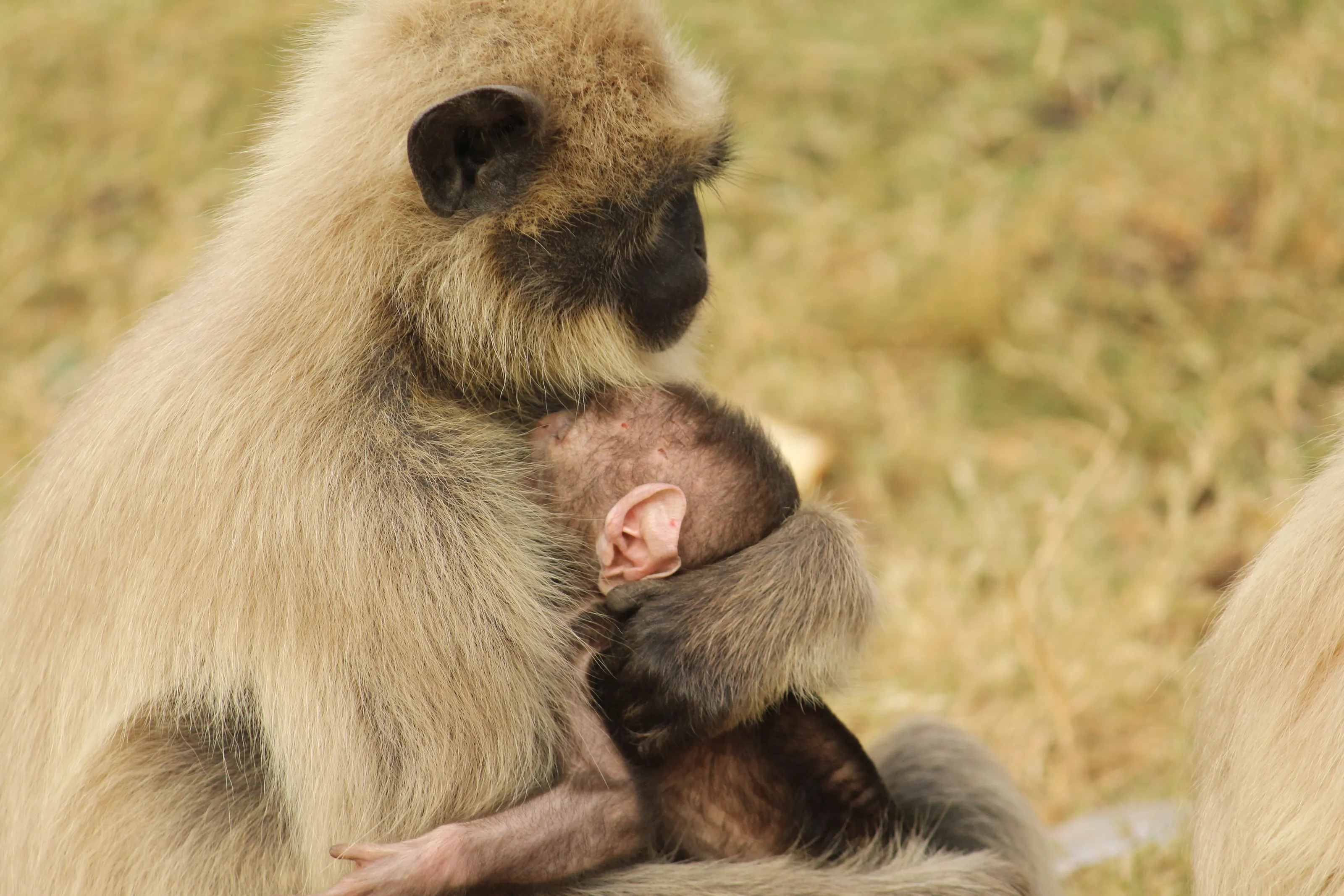 mother's LOVE