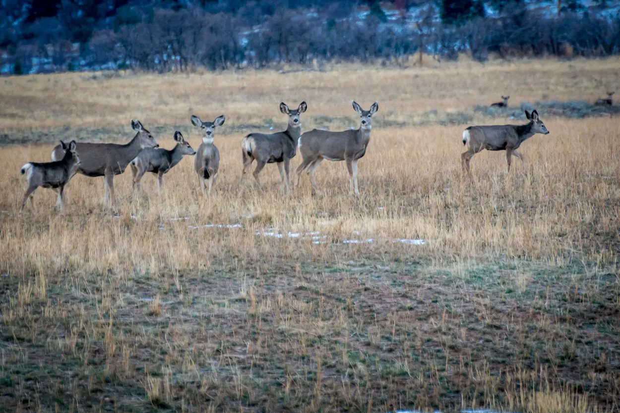 Watching the herd watching