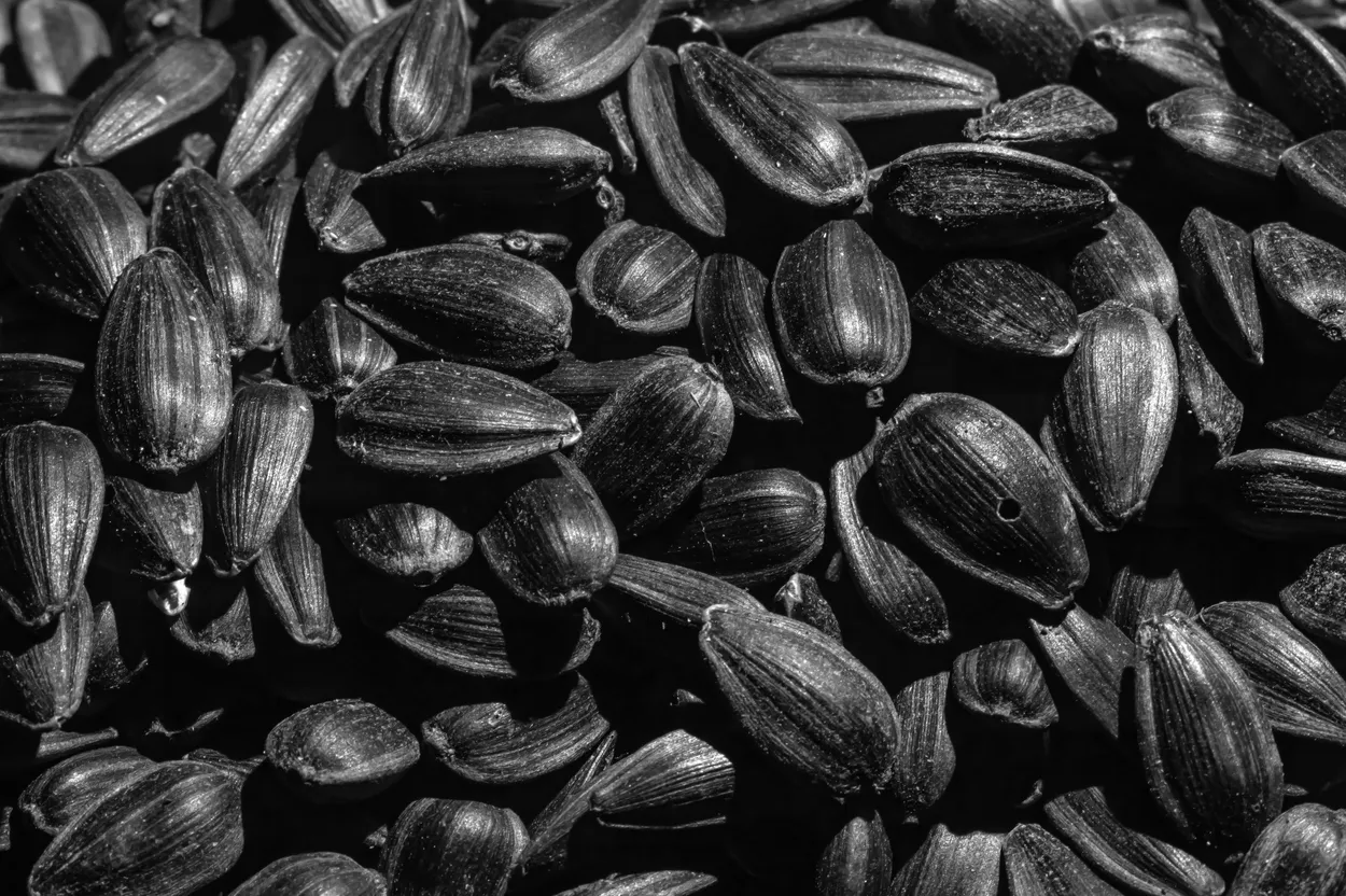 Sunflower Seeds 2 bw