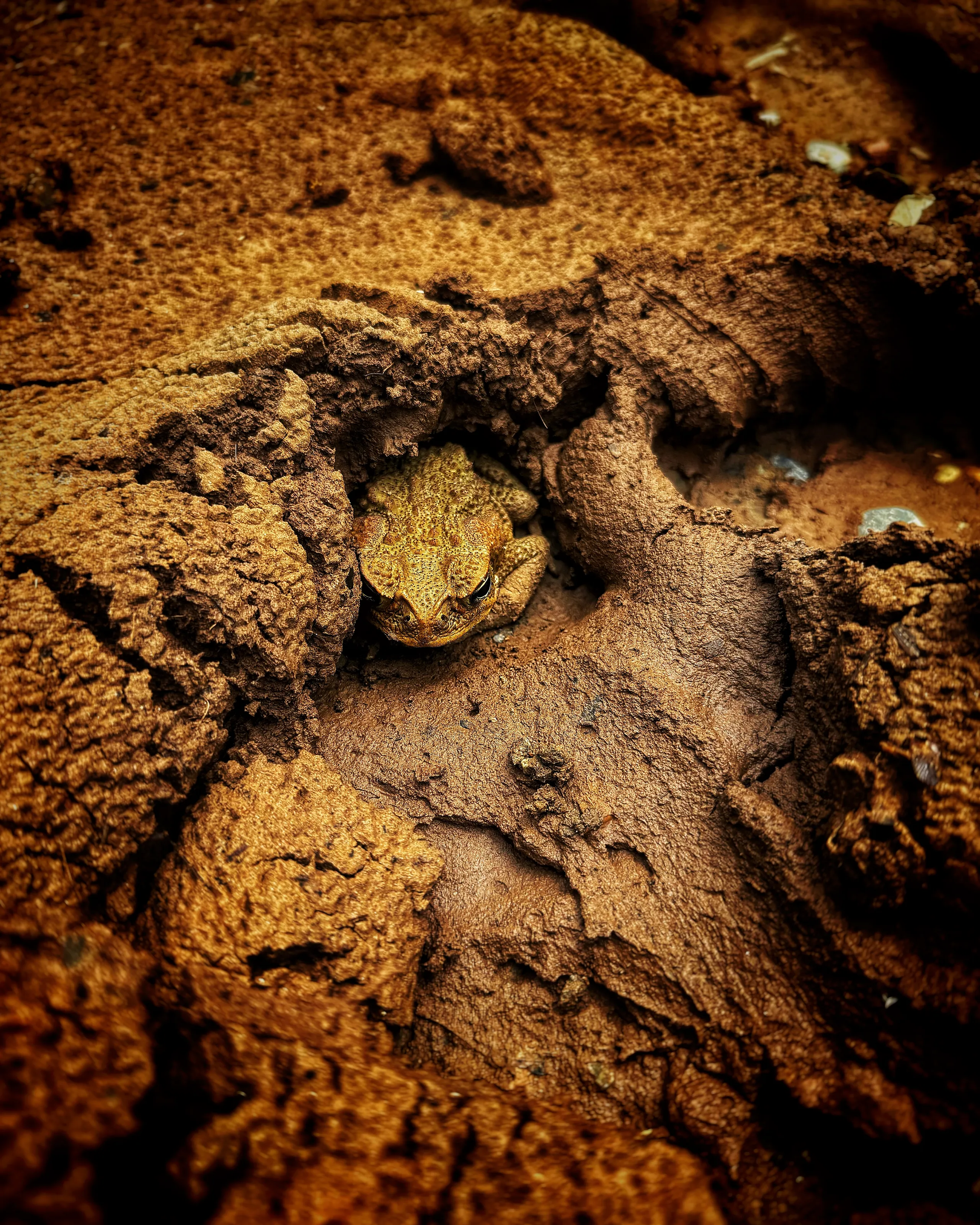 Invasive Cane Toad