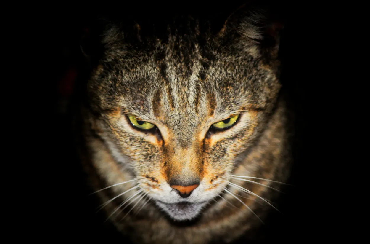 Watcher