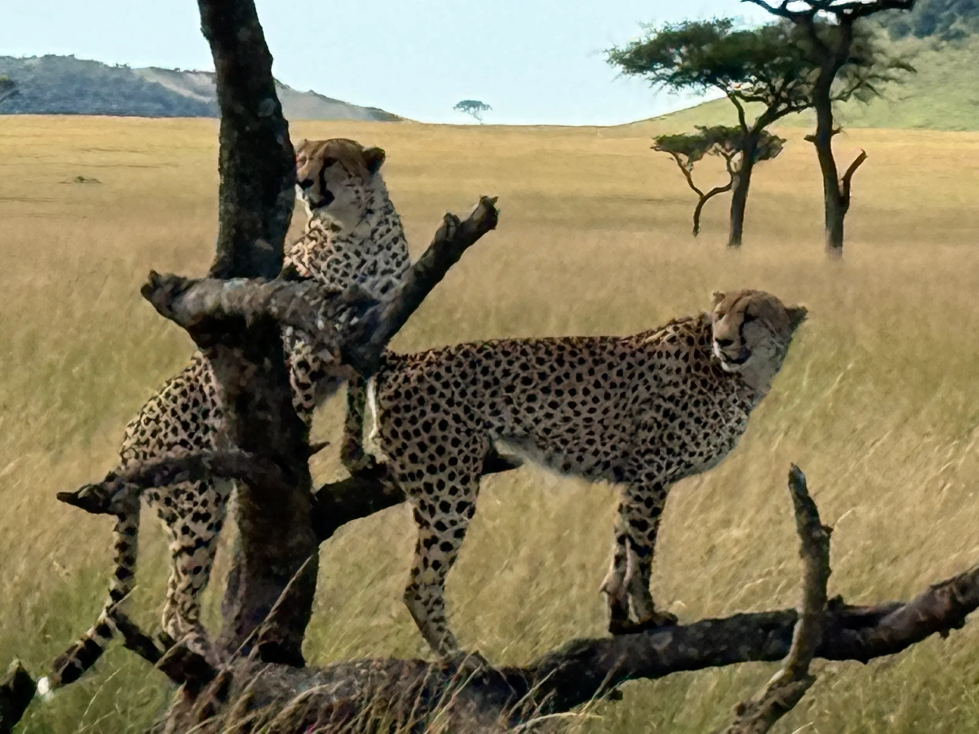 Cheetah Brothers