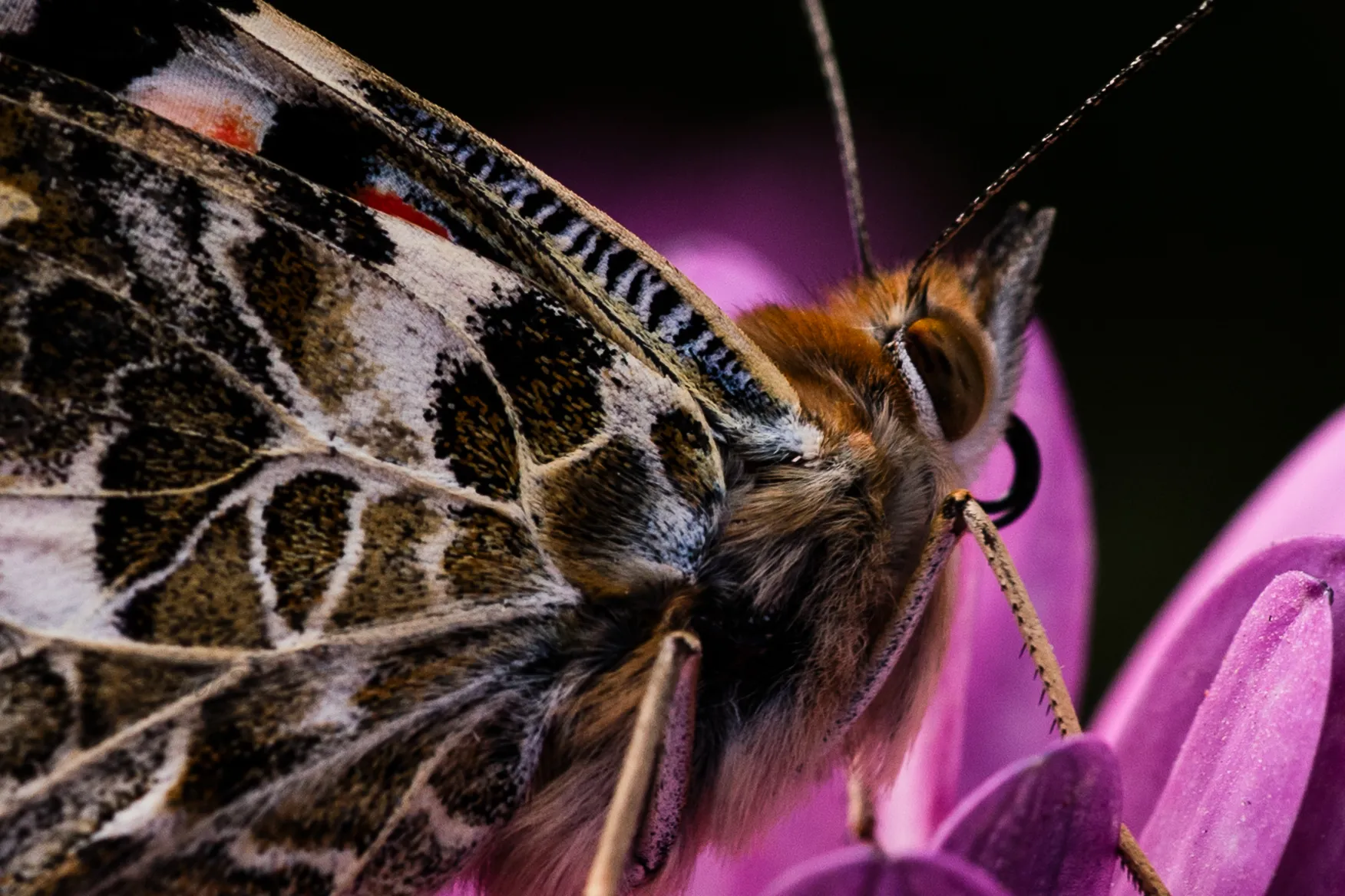 Painted Lady