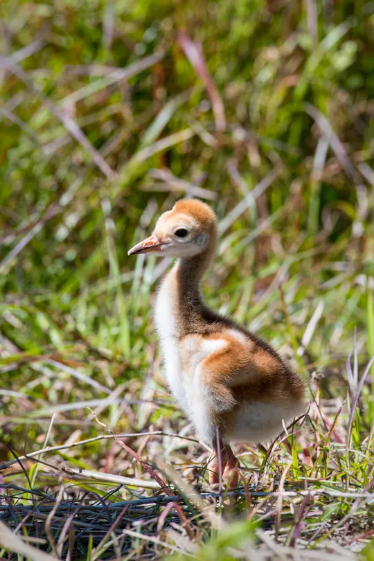 Sandhill crane chick
