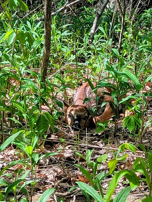 I just hope it's not Bambi