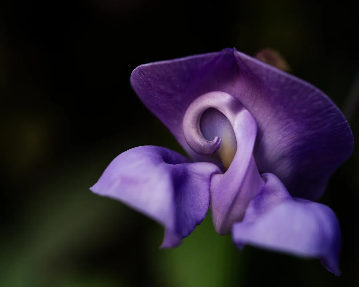 Snail Vine