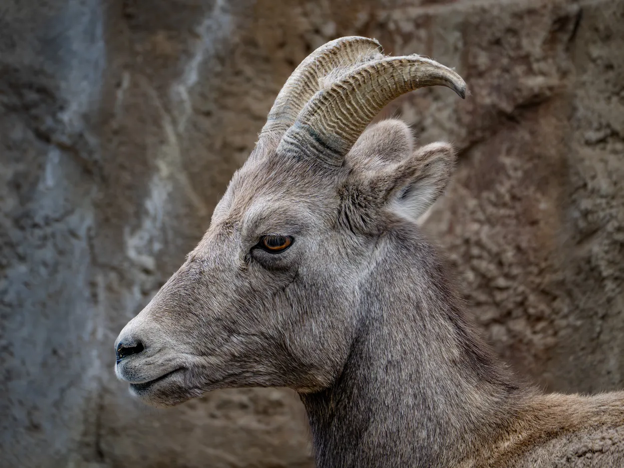 Mountain Sheep Profile